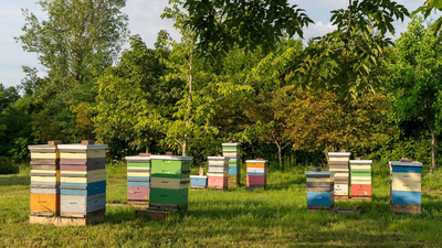A Canadian conservation club with just four members plans to give nearly 100 forested acres on Thorah Island to a university; the property, valued around C$400,000, is used for isolated honeybee breeding research
