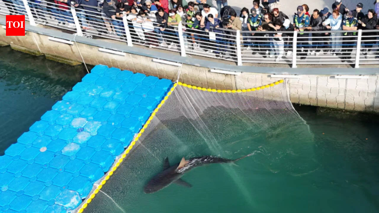 South Korean rescuers try three times to free shark, but it swims back into canal