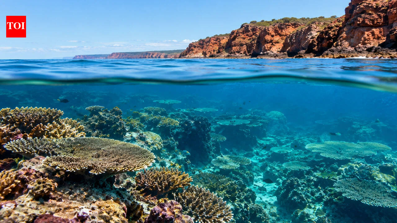 He found 'hidden worlds' on Google Earth: Why these rare reefs are a victory for our oceans