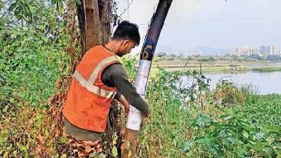 GMLR Phase IV: 695 trees face axe, 666 relocation