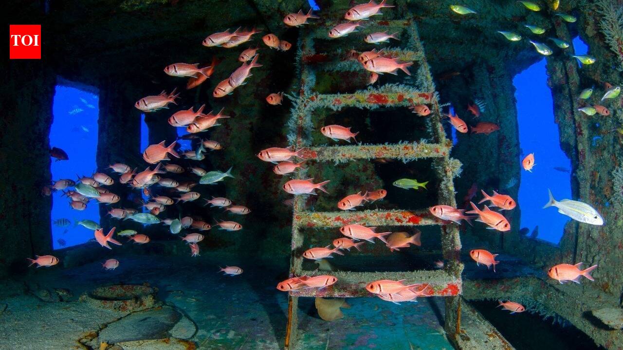 Lebanon's Underwater Dive Park: Reviving Marine Life and Tourism