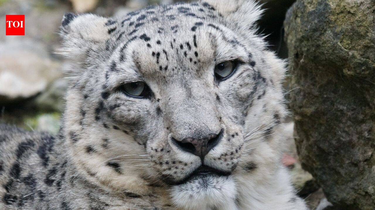Ladakh's snow leopard safari ranks among the world's best; 7 places in India to spot the elusive big cat
