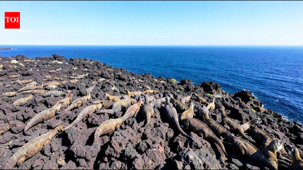 Citizen scientists just 'rewrote' the history of Galapagos iguanas—and the results change everything.