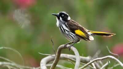 Australia’s critically endangered regent honeyeaters learned their traditional song, which has vanished from the wild, with 42% succeeding through live tutoring in small groups