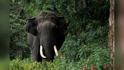 Elephant kills old man in Jajpur district