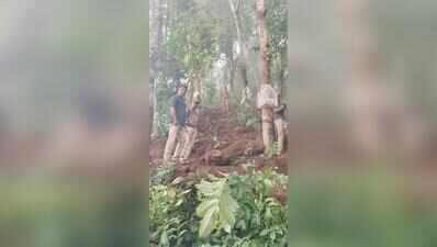 One-year-old elephant calf found dead in farm at Sullia