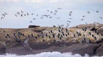An Australian wildlife conservancy bought 200 hectares on King Island to protect threatened species; one native bird it hopes to save has fewer than 100 individuals remaining