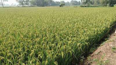 Farmers worry over heavy rain forecast