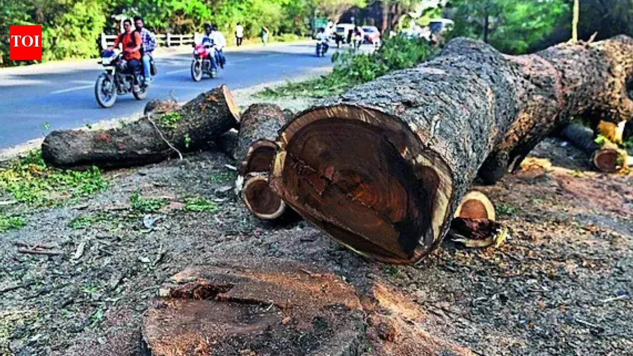 Mumbai tree felling: Maharashtra scrapped mandatory state-level scrutiny in 2023; RTI records show what changed