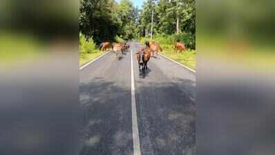 Stray cattle pose accident risk in Canacona
