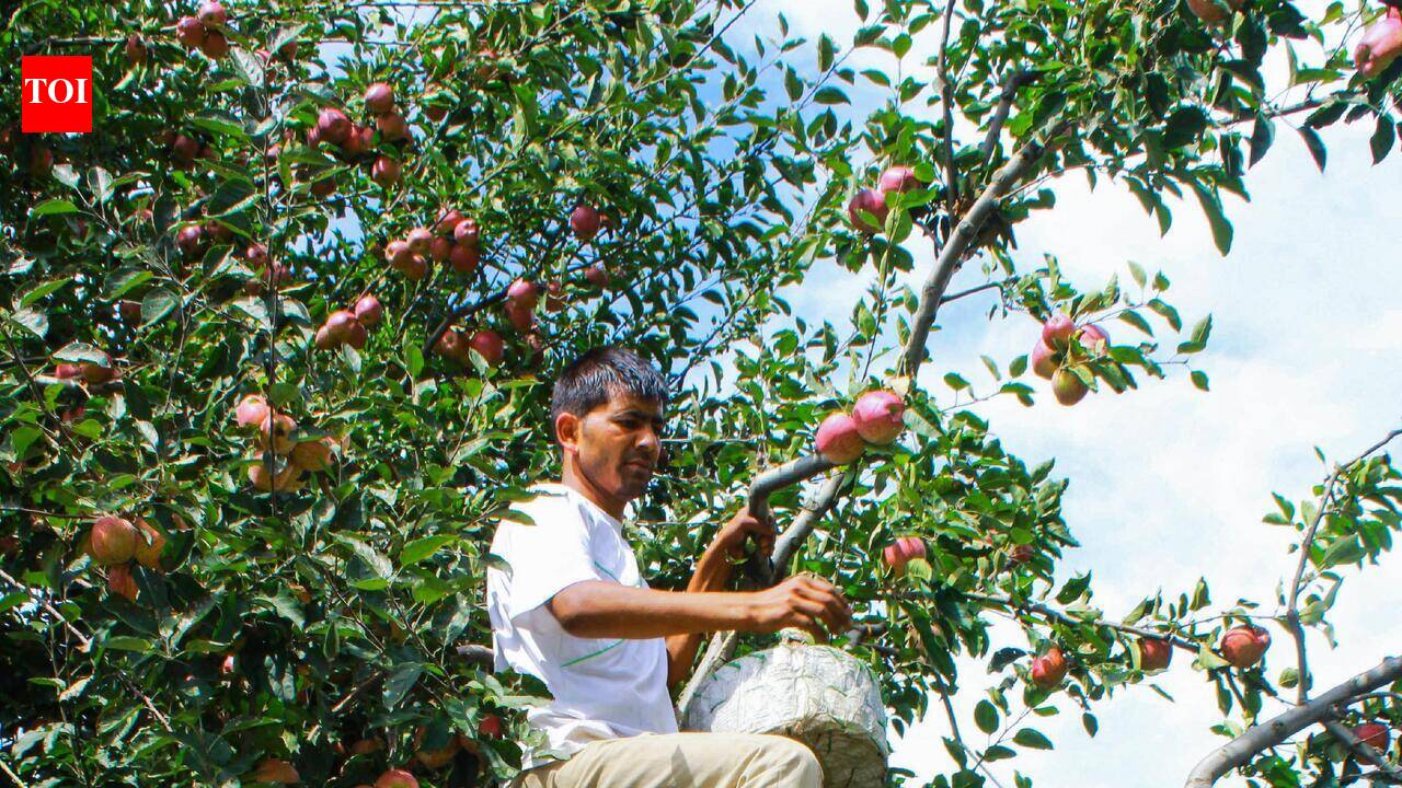 Over Rs 35cr disbursed to HP orchardists
