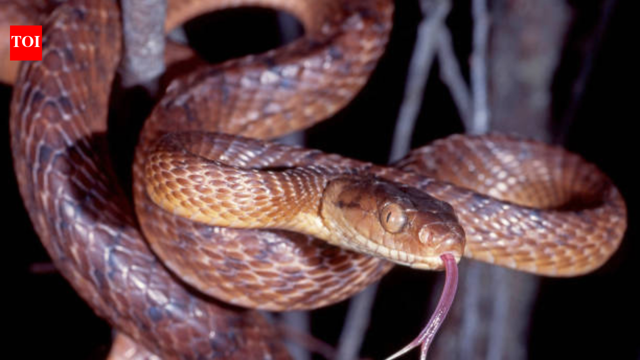 Guam’s invasive snakes can 'swim for miles,' putting the last of the endangered ko’ko’ birds in grave danger.