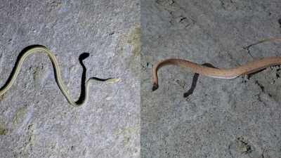 A snake last recorded in Gujarat’s Kutch in 1872 has been spotted again after more than 150 years, drawing attention to the region’s biodiversity and the rare reptile’s remarkable rediscovery