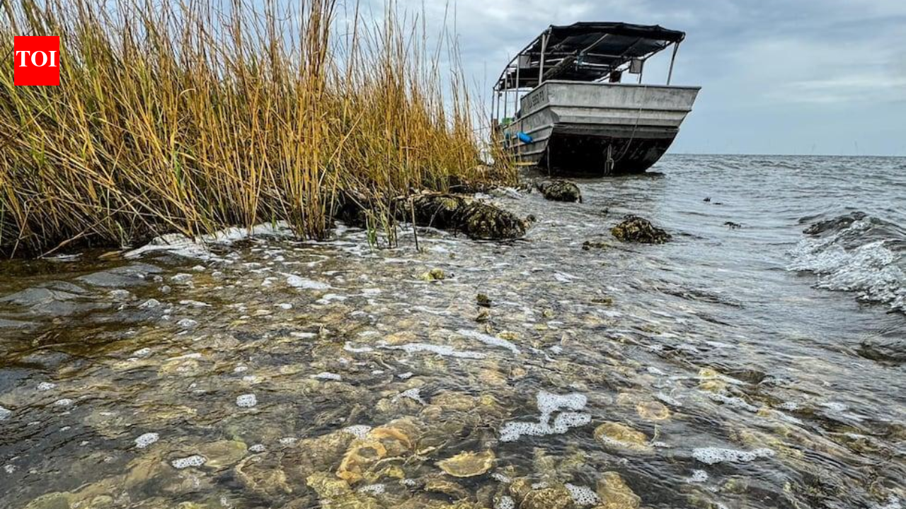 Louisiana volunteers turn 200 tons of discarded oyster shells into living reef; oyster numbers more than double