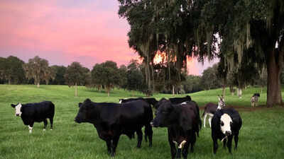 In 2015, a Florida couple bought a 210-acre farm near Gainesville and rescued three cows; 10 years later, Critter Creek Farm Sanctuary spans 420 acres and is home to more than 180 cows, donkeys, pigs and other rescued animals