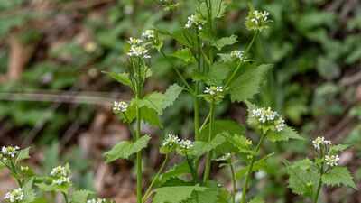 A plant brought to America for food and medicinal use in the 1860s became a woodland invader; garlic mustard spread across 37 US states and six Canadian provinces