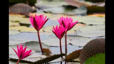 In 2021, a plant grower posted photos of giant water lilies in Colombia on Instagram; the pictures led researchers to a new species with less than 100 plants on Earth