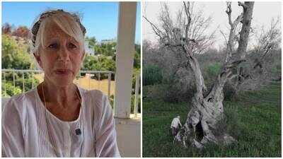 Helen Mirren, 81, is on a mission to save Italy’s 1,500-year-old olive trees; deadly Xylella fastidiosa bacteria has wiped out 22 million trees since 2013; 'We have to save these trees,' she says
