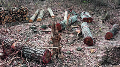 Opposition, greens against plan to axe 32,000+ trees in Karjat forest for power project