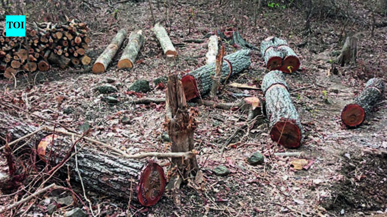 Opposition, greens against plan to axe 32,000+ trees in Karjat forest for power project