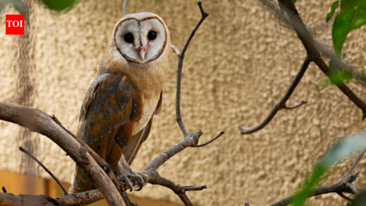 In Manhattan, a family of barn owls has turned an ordinary rooftop ...