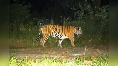 Buxa tigress on Assam border, nears Raimona