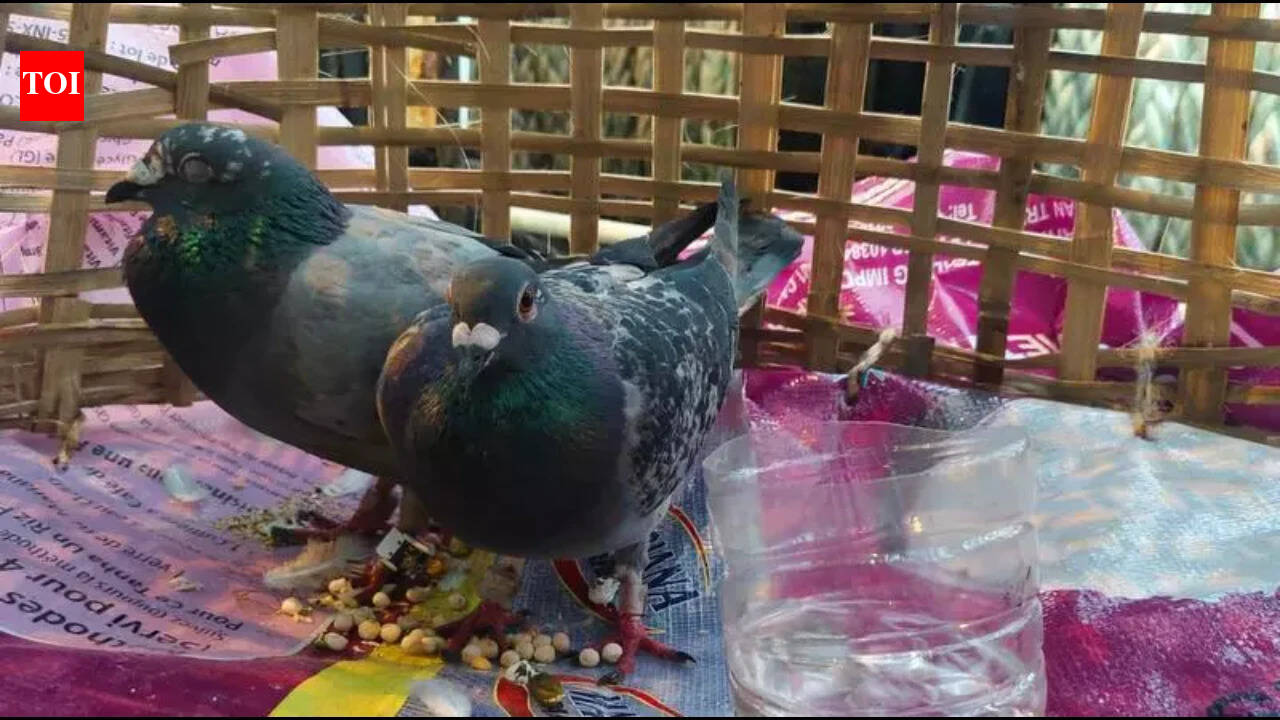 Suspicious pigeon with coded ring, Pak currency causes a flutter in Jammu | India News - The Times of India