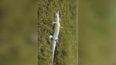 Carcass of 7-ft-long crocodile washes up at river bank in Bhitarkanika