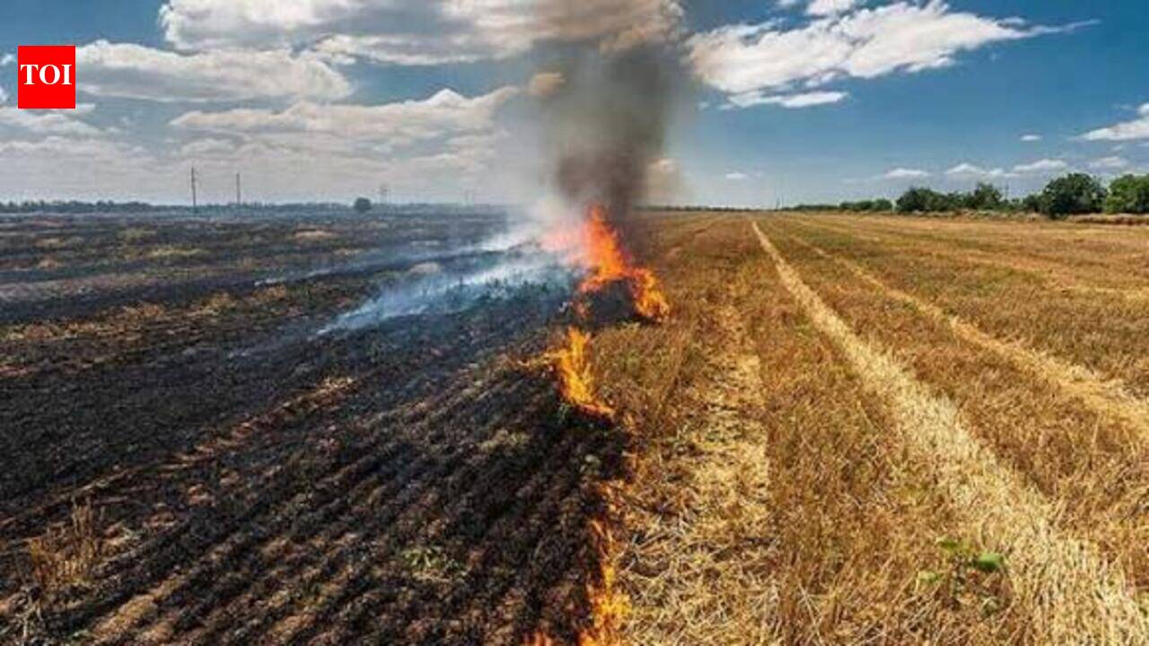 Punjab farm fires at 574; 113 FIRs lodged