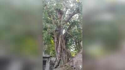 Citizens challenge PMC’s tree-felling docket for Kasba Peth over incorrect age of heritage trees, transplantation concerns