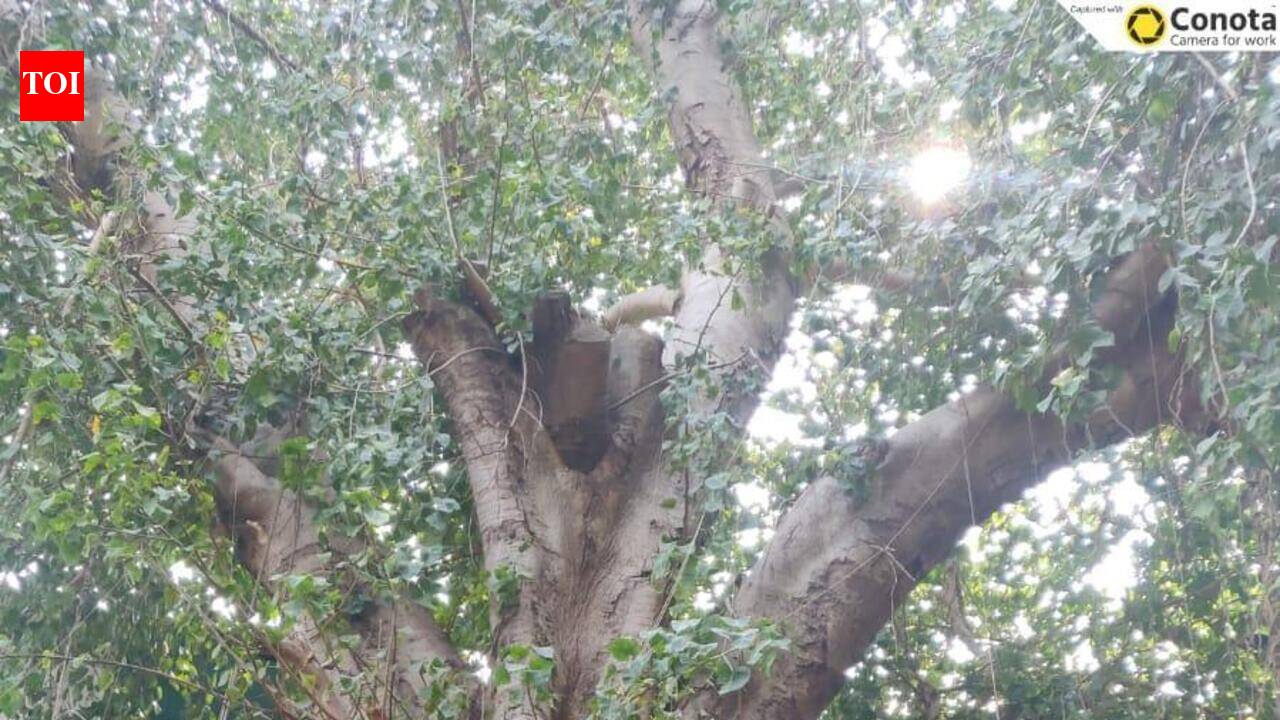 Citizens challenge PMC's tree-felling docket for Kasba Peth over incorrect age of heritage trees, transplantation concerns
