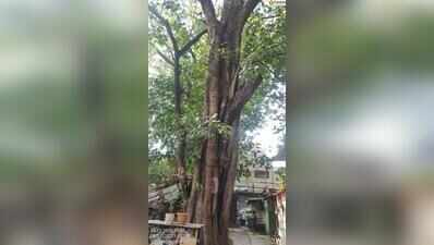 Citizens challenge PMC’s tree-felling docket for Kasba Peth over incorrect age of heritage trees, transplantation concerns