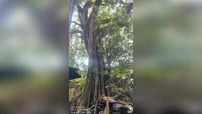 Citizens challenge PMC’s tree-felling docket for Kasba Peth over incorrect age of heritage trees, transplantation concerns