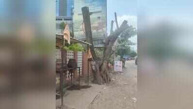 45 of 109 trees transplanted in Koregaon Park Annexe dead, admits PMC, citizens say entire process mishandled