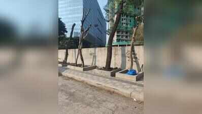 45 of 109 trees transplanted in Koregaon Park Annexe dead, admits PMC, citizens say entire process mishandled