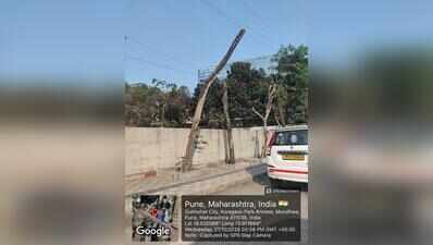45 of 109 trees transplanted in Koregaon Park Annexe dead, admits PMC, citizens say entire process mishandled