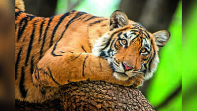 Experts flag monitoring concerns as 10 Ranthambore tigers await ID codes