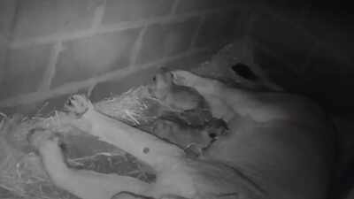 From India’s Gir forest to Edinburgh: New hope for big cats, as zoo welcomes two endangered Asiatic lion cubs for the first time in seven years