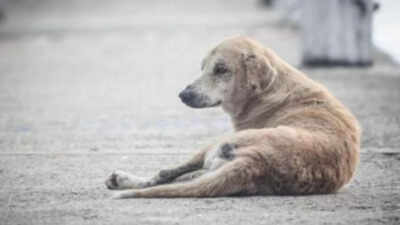 Hyderabad man booked for sexually abusing dog