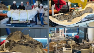 Scientists in North Carolina are opening a 5,000-pound block of stone containing a 75-million-year-old dinosaur skeleton; the unusually complete fossil could reveal an entirely new species