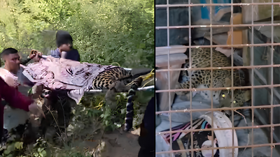 Uttarakhand leopard rescue sparks controversy: Viral video appears to show tranquilised big cat falling from makeshift carrier, raising serious questions about wildlife safety, rescue methods and handling protocols