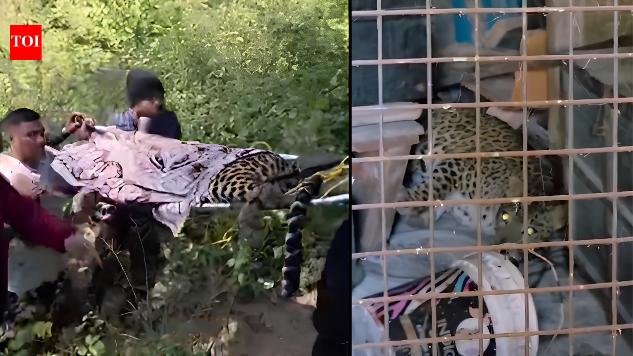 Uttarakhand leopard rescue sparks controversy: Viral video appears to ...