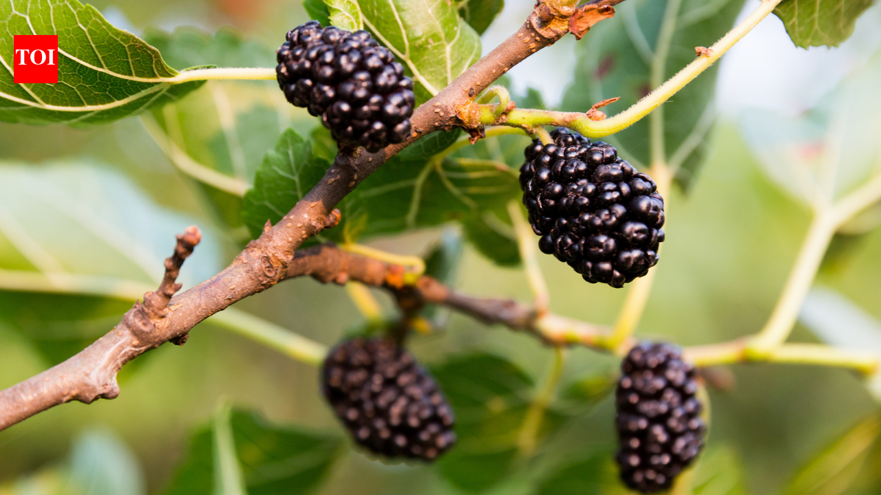 How to grow Mulberries in your balcony garden: Easy step-by-step guide for beginners