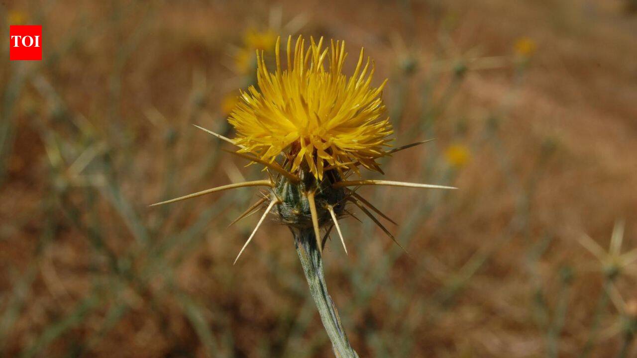 A single 'stray' seed from 1849 is now choking 15 million acres of California land—and we're still losing the fight.
