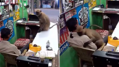 Langur walks into an Odisha repair shop, rests its head on the shopkeeper’s chest while he remains frozen in fear; what happened next has left the internet with hilarious reactions online
