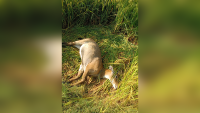 Medininagar forest patrol finds nilgai carcass in paddy field | Ranchi ...