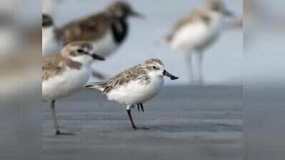 Critically endangered spoon-billed sandpiper, tagged in Russia, returns to Bengal coast