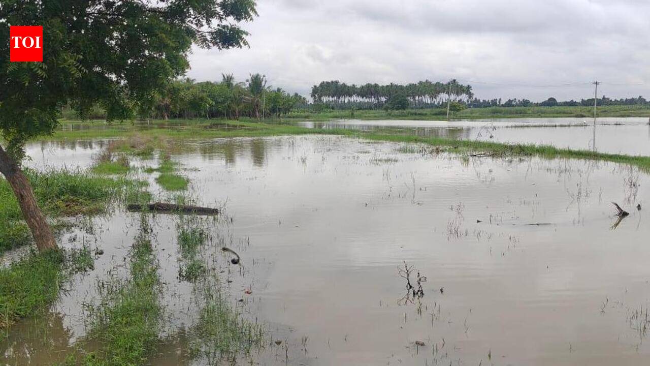 Central districts in TN get normal rain in Oct
