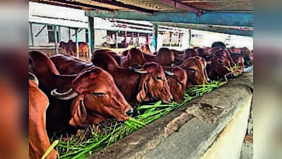Jharkhand survey to document native livestock, poultry breeds