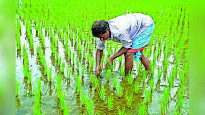 In export push for 4 GI-tagged aromatic rice, Bengal plans 2 hubs ...